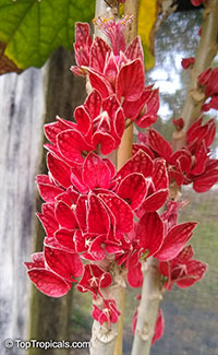 Pavonia strictiflora, Goethea strictiflora, Goethea cauliflora, Goethea

Click to see full-size image