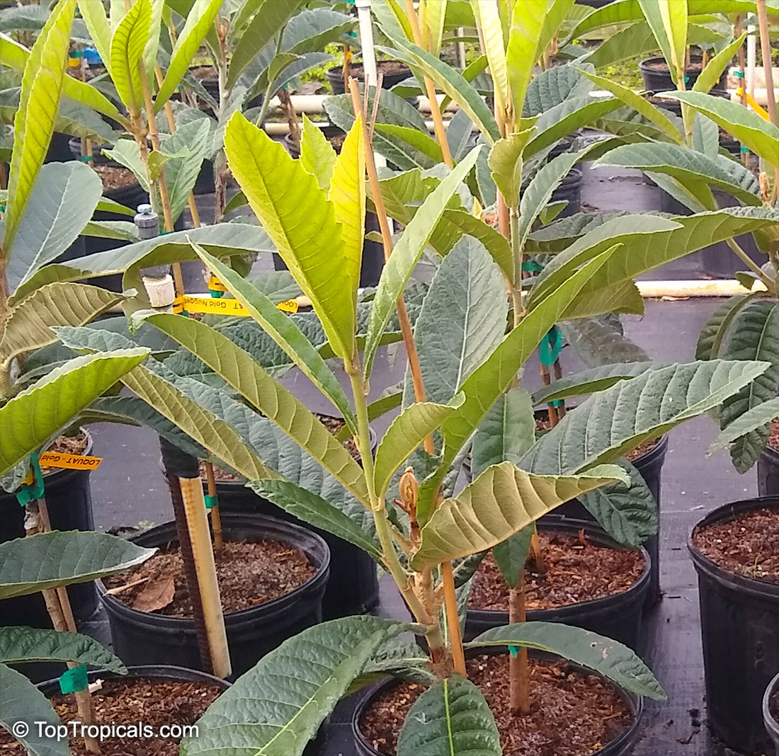 Eriobotrya japonica, Loquat, Japanese Plum, Nispero. Eriobotrya japonica 'Gold Nugget'