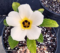 Turnera subulata, Key West Butter Cup

Click to see full-size image