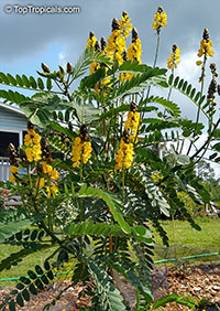 Cassia didymobotrya, Popcorn Cassia, Peanut Butter Senna

Click to see full-size image