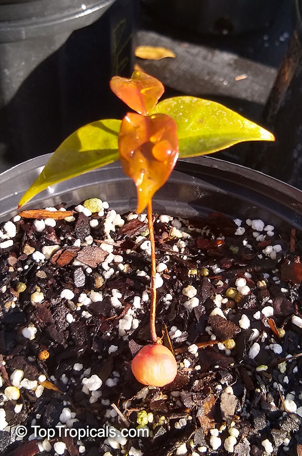Eugenia uniflora, Eugenia michelii, Surinam Cherry, Pitanga, Brazilian Cherry. Eugenia uniflora seedling