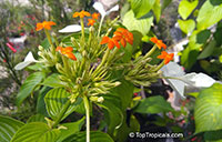 Mussaenda frondosa, Schizomussaenda

Click to see full-size image