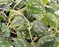 Scindapsus pictus Argyraeus, Epipremnum pictum Argyraeum, Satin Pothos, Silk Pothos, Silver Philodendron 

Click to see full-size image