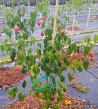 Abutilon x hybridum, Flowering Maple, Weeping Maple,Chinese Lantern

Click to see full-size image