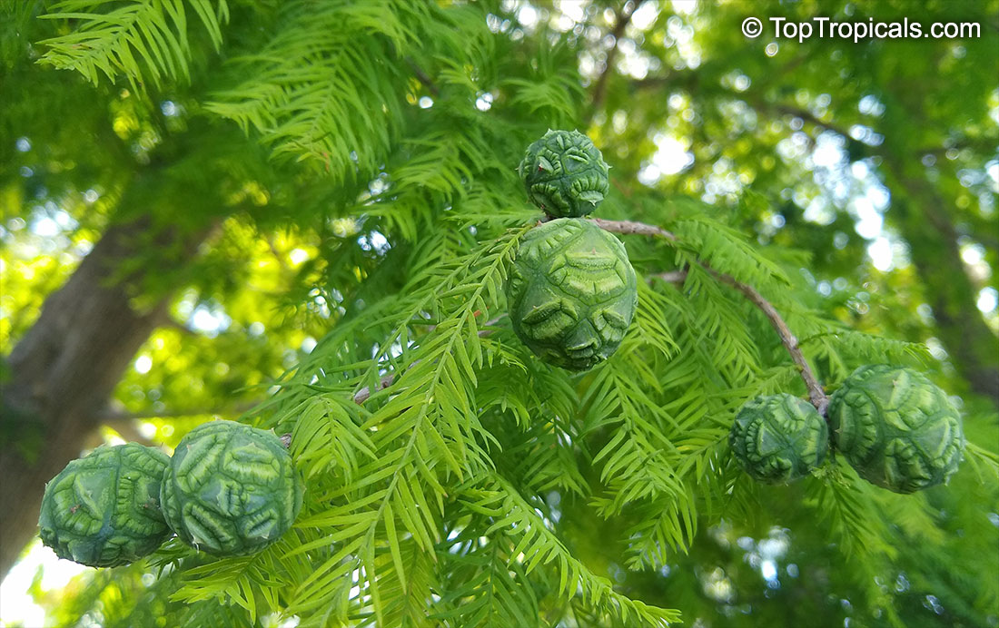 Taxodium distichum, Bald cypress, Swamp cypress