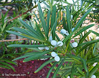 Podocarpus sp., Podocarpus

Click to see full-size image
