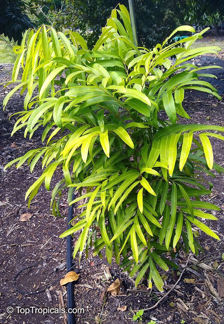Lepisanthes fruticosa , Chammaliang
