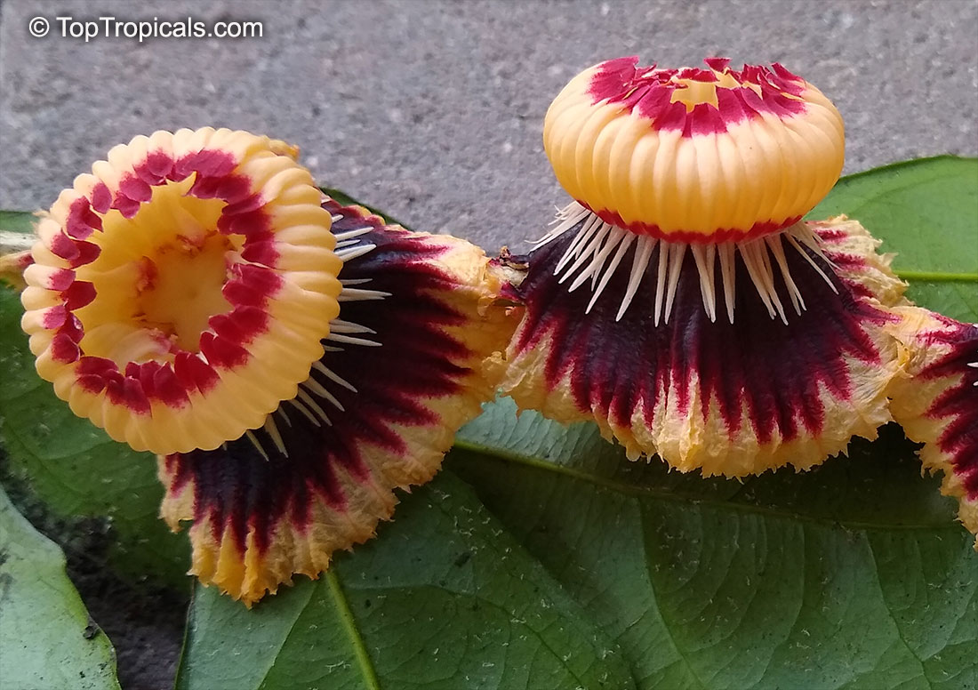 Napoleonaea imperialis - Napoleons Hat, flowers