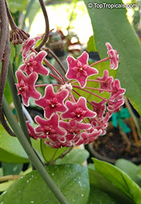 Hoya sp., Wax Flower

Click to see full-size image