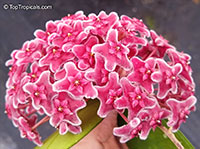 Hoya sp., Wax Flower

Click to see full-size image