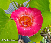 Stictocardia beraviensis, Ipomoea beraviensis, Hawaiian Bell, Hawaiian Sunset Vine, Braveheart Vine

Click to see full-size image