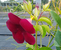 Allamanda x violacea Cabernet, Mini Red Allamanda, Cabernet Allamanda

Click to see full-size image