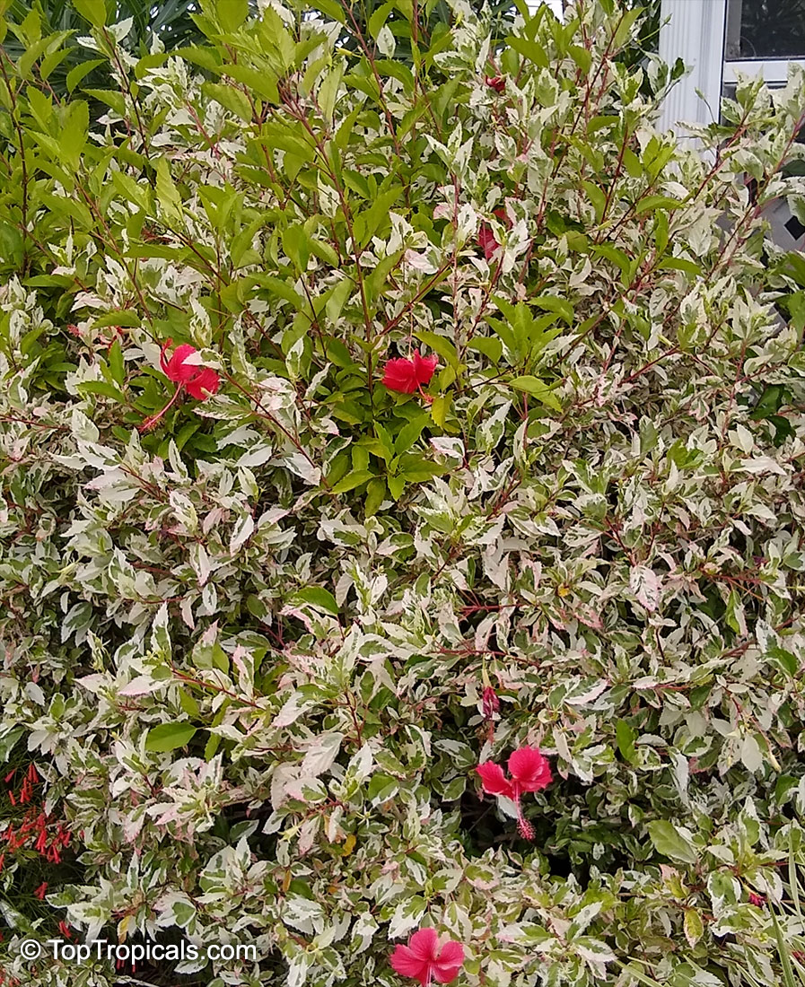 Flowering hedge Hibiscus variegated Snow Queen
