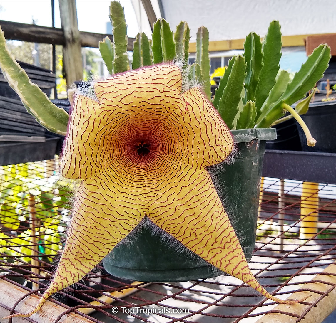 Stapelia gigantea, Zulu Giant, Carrion Plant, Starfish Flower