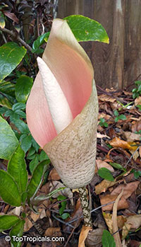 Amorphophallus bulbifer, Voodoo Lily

Click to see full-size image