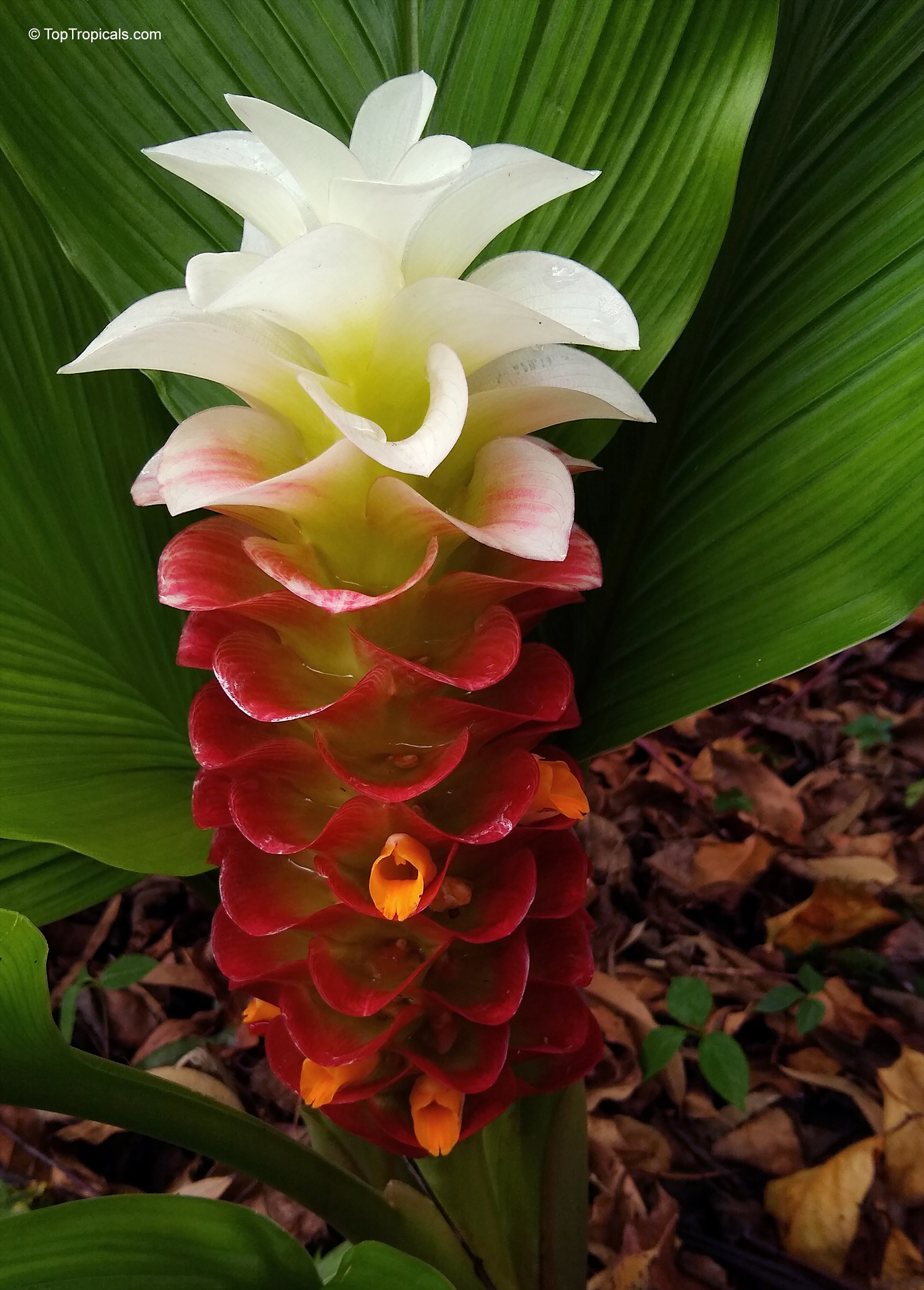Curcuma sp. (Curcuma Katie) with long green leaves and layered white, red and orange flower. Curcuma sp. (Curcuma Katie) close up of white, red and orange flower with green leaves.
