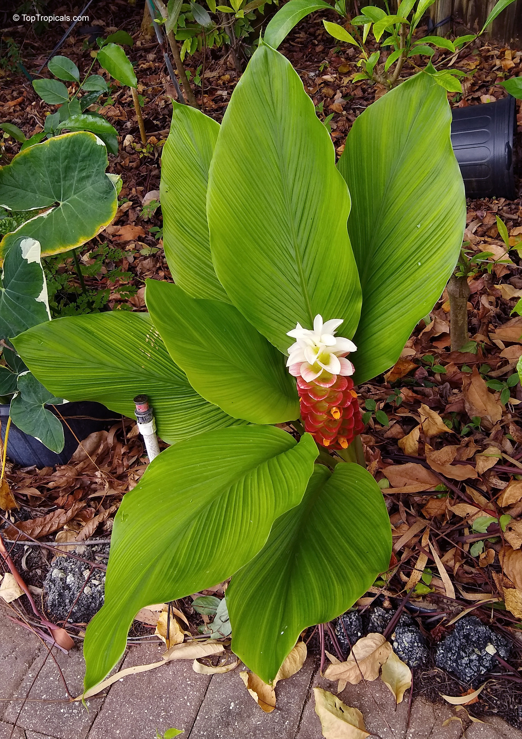 Curcuma sp. (Curcuma Katie) with large green leaves and a white and red flower head. Curcuma sp. (Curcuma Katie) with green leaves and a white and red flower plant