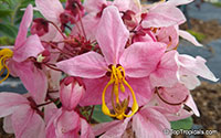 Cassia nodosa, Pink Shower Tree, Appleblossom Tree

Click to see full-size image