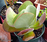 Kalanchoe thyrsiflora, Kalanchoe tetraphylla, Paddle Leaf, Flapjacks, Desert Cabbage

Click to see full-size image