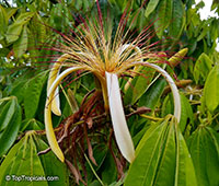 Pachira aquatica, Malabar Chesnut, Guiana Chestnut, Provision Tree, Money Tree 

Click to see full-size image