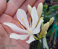 Proiphys amboinensis, Cardwell Lily, Northern Christmas Lily

Click to see full-size image