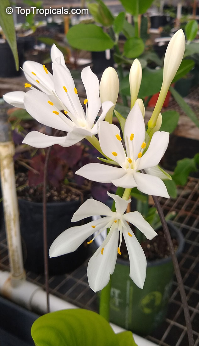 Proiphys amboinensis, Cardwell Lily, Northern Christmas Lily