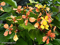 Bauhinia bidentata, Phanera bidentata, Orange Bauhinia, Orange Orchid Vine

Click to see full-size image
