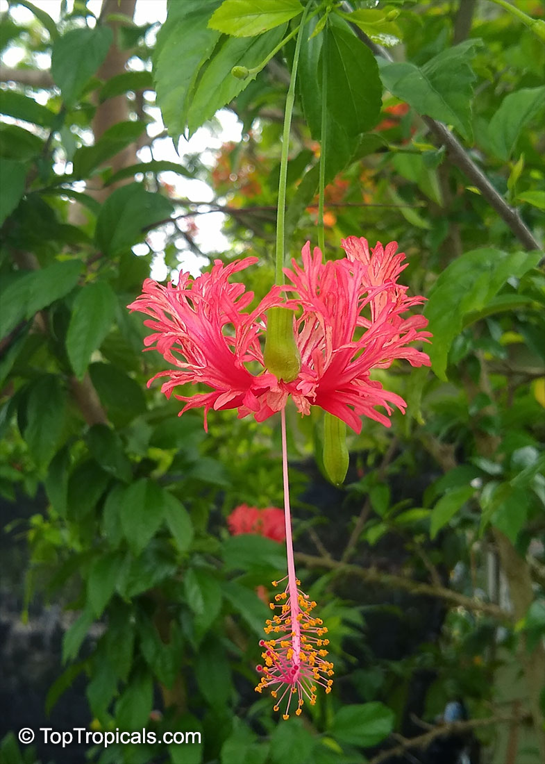 Hibiscus schizopetalus, Coral Hibiscus, Skeleton Hibiscus, Chinese Lantern, Japanese Lantern, Fringed Hibiscus