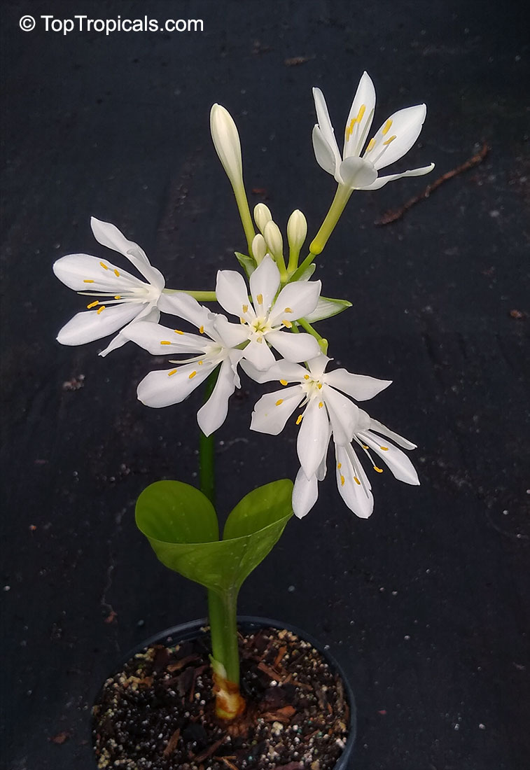 Proiphys amboinensis, Cardwell Lily, Northern Christmas Lily