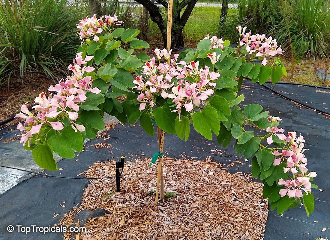 Bauhinia monandra - Napoleons plume