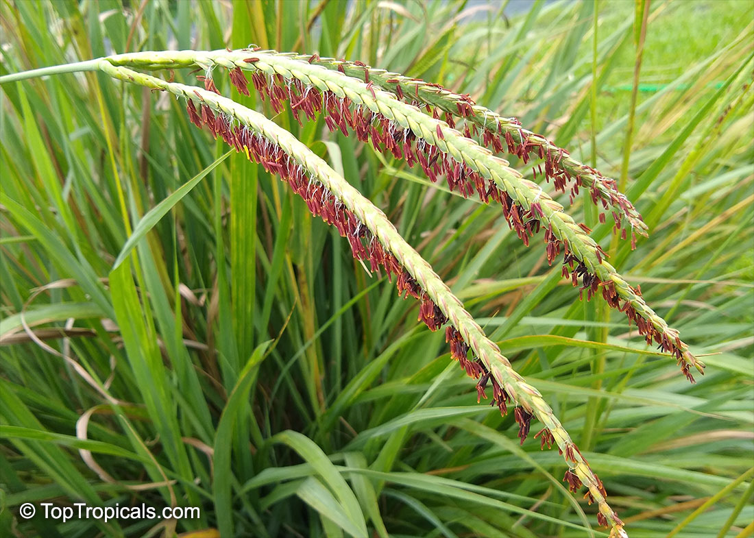 Tripsacum dactyloides, Eastern Gamagrass, Fakahatchee Grass