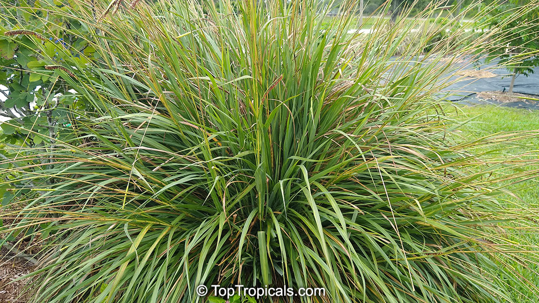 Tripsacum dactyloides, Eastern Gamagrass, Fakahatchee Grass