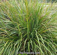 Tripsacum dactyloides, Eastern Gamagrass, Fakahatchee Grass

Click to see full-size image