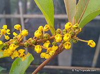 Byrsonima crassifolia, Malpighia crassifolia, Nancy Tree, Golden Spoon, Nance

Click to see full-size image
