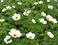 Turnera subulata, Key West Butter Cup

Click to see full-size image