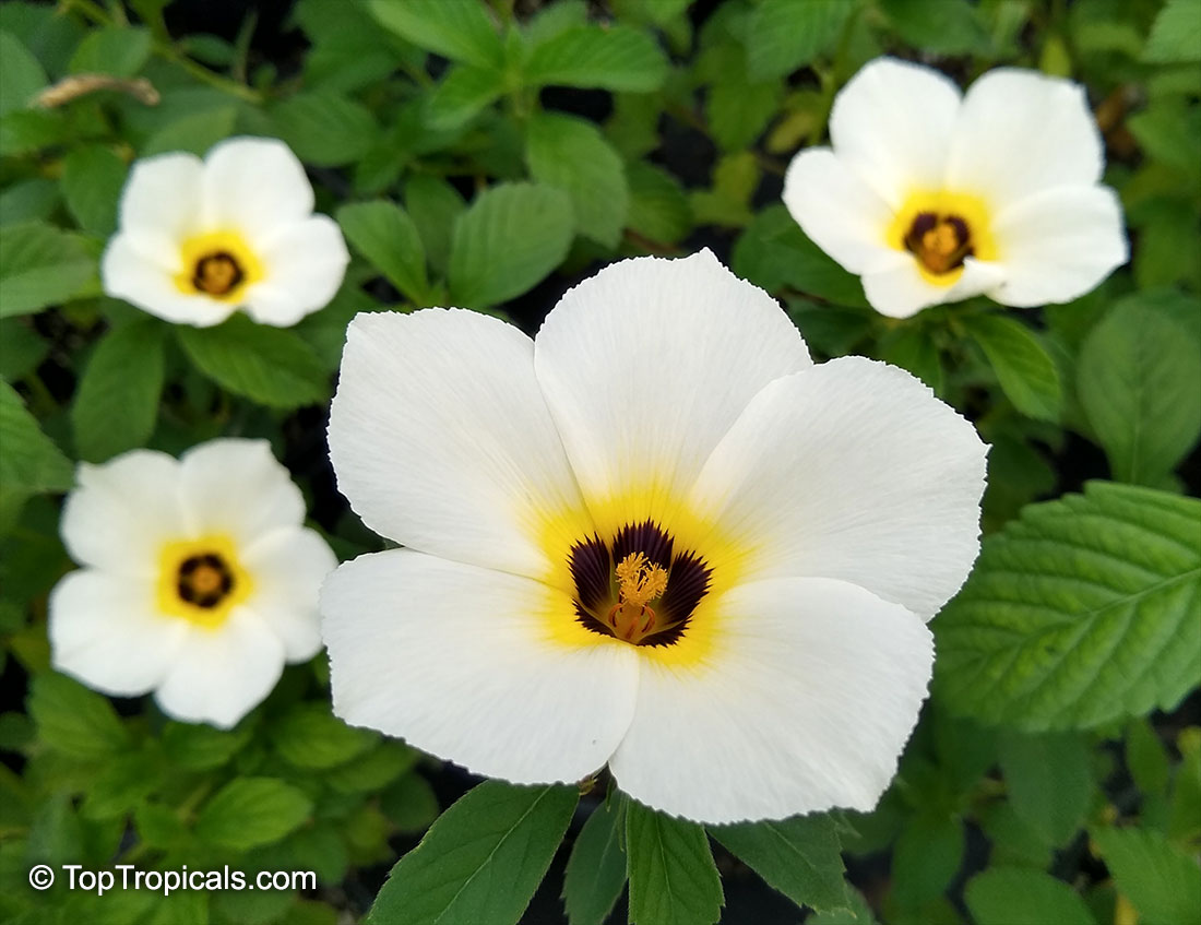 Turnera subulata Key West - White Buttercup