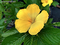 Turnera ulmifolia Sundrop - Yellow Buttercup

Click to see full-size image