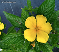 Turnera ulmifolia, Turnera angustifolia, Turnera diffusa , Yellow Alder, Sundrops, Damiana

Click to see full-size image
