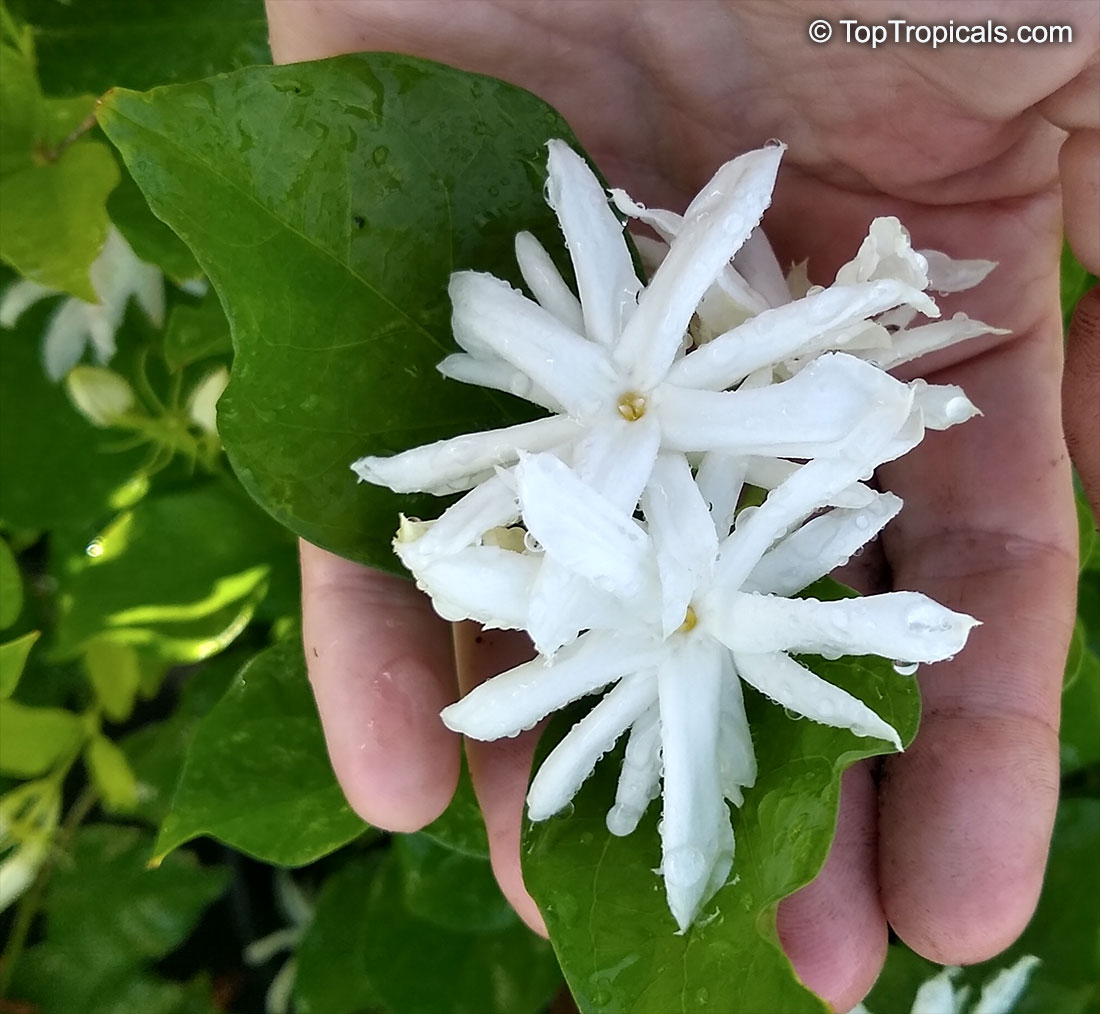 Jasminum sambac Belle of India (var. Elongata)