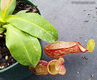 Nepenthes 'Gaya', Pitcher Plant 'Gaya'

Click to see full-size image