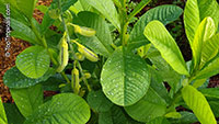Crotalaria retusa, Devil Bean, Rattleweed, Shack Shack

Click to see full-size image