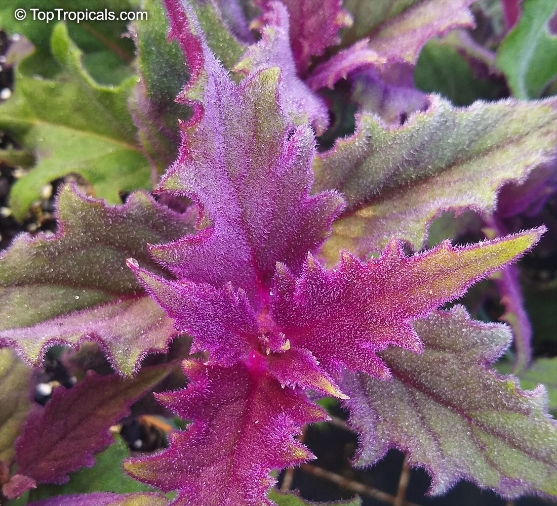 Gynura aurantiaca, Purple Passion