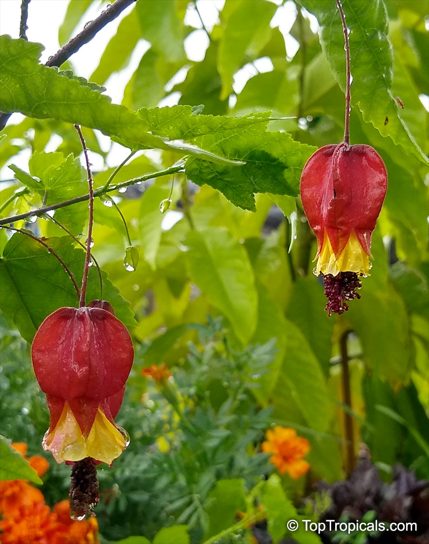 Abutilon megapotamicum, Abutilon vexillarium, Callianthe megapotamica, Flowering Maple, Trailing Abutilon, Brazilian Bell-flower