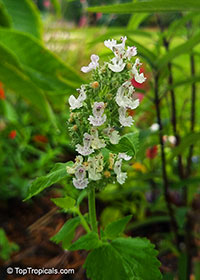 Nepeta cataria, Catnip 

Click to see full-size image