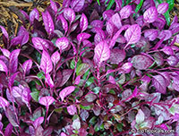 Alternanthera sp., Bloodleaf

Click to see full-size image