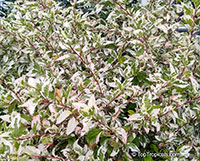 Hibiscus rosa-sinensis variegatus, Variegated Hibiscus, Hibiscus Cooperi

Click to see full-size image