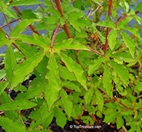 Hibiscus cannabinus, Kenaf, Java Jute 

Click to see full-size image