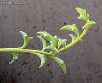 Senecio x peregrinus - String of Dolphins

Click to see full-size image