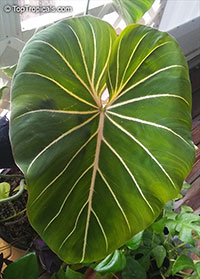 Philodendron gloriosum, Glorious Jungle Philodendron 