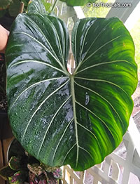 Philodendron gloriosum, Glorious Jungle Philodendron 

Click to see full-size image